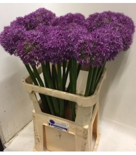 Allium Globemaster 80 cm