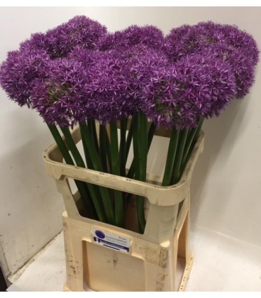 Allium Globemaster 85 cm