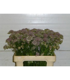 Astransia pink pride 55 cm