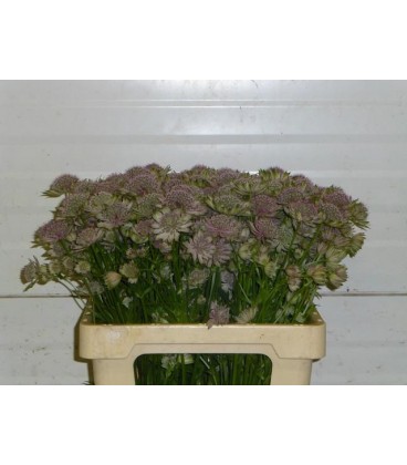 Astransia pink pride 55 cm