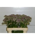 Astransia pink pride 55 cm