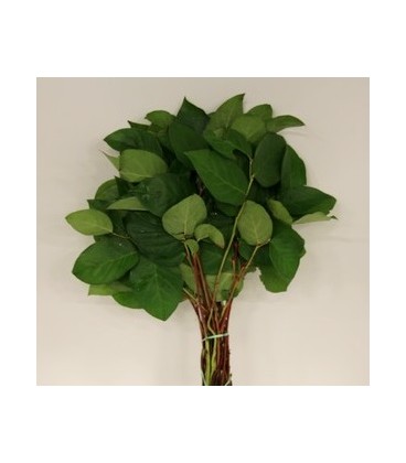  Salal Baby