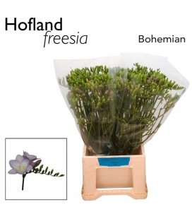 Freesia Bohemian
