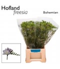 Freesia Bohemian