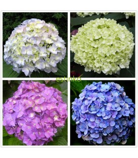 Hortensia Colombie 60 cm mix coul