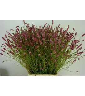 Sanguisorba pink tanna 80 cm