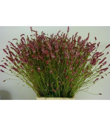 Sanguisorba pink tana 90 cm