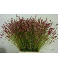 Sanguisorba pink tana 90 cm