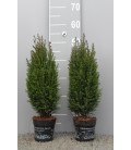 Elwoodii pot de 12 h 45