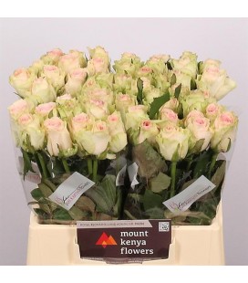 Rose Esperance 50 cm x 25