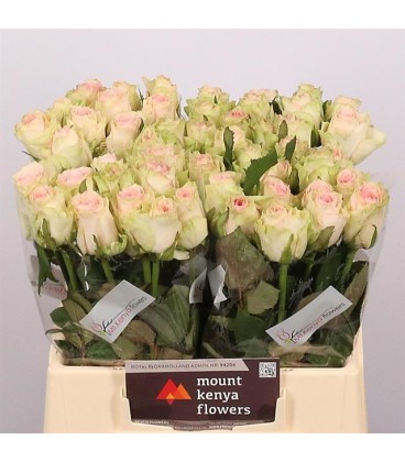 Rose Esperance 50 cm x 10