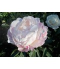 Pivoine Gardenia 70 cm