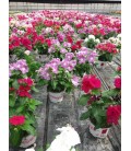 Vinca pot de 13 FR