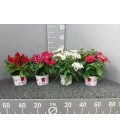 Pentas pot de 13  FR