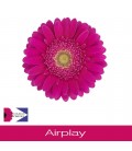 Germini Airplay