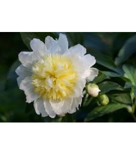 Pivoine Honey gold 60 cm