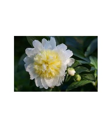 Pivoine Honey gold 55 cm