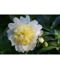 Pivoine Honey gold 55 cm