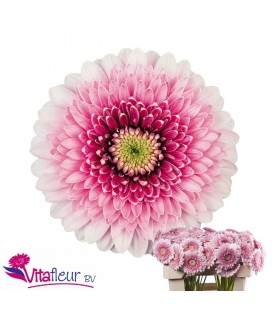 Germini Pom Tracy x 30