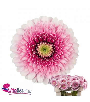 Gerbera Pom Tracy