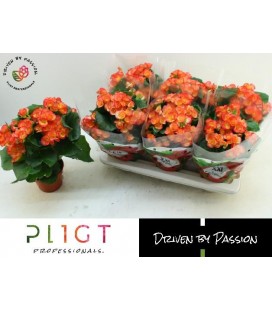 Begonia Eliator Ø 13