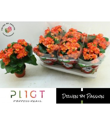 Begonia carneval pot de 14 h 35