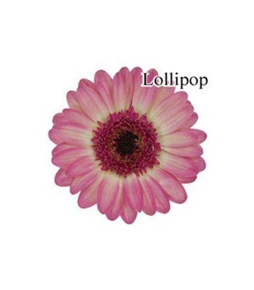 Germini Lollipop