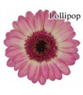 Germini Lollipop