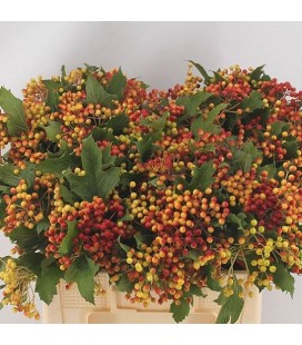 Viburnum Compactum 60 cm