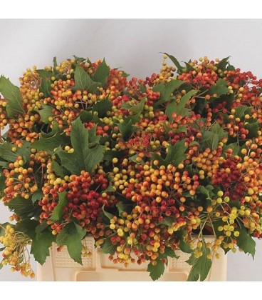 Viburnum Compactum 70 cm