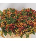 Viburnum Compactum 60 cm