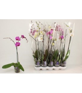 Phalaenopsis mix 2 branchue p12 h75