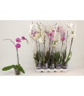 Phalaenopsis mix 1branchue p12 h75