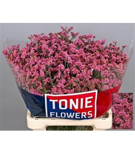 Limonium Princess diam 70 cm