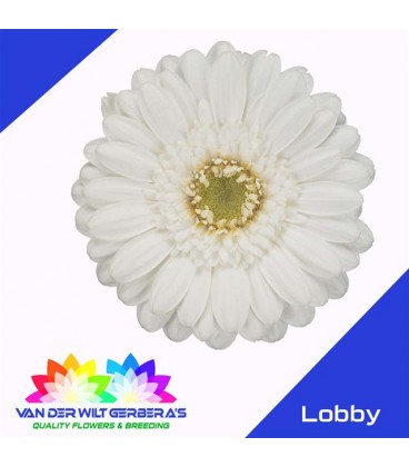 Germini Lobby