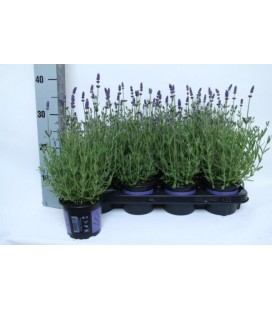 Lavande Blue scent pot de 12