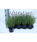Lavande Blue scent pot de 12