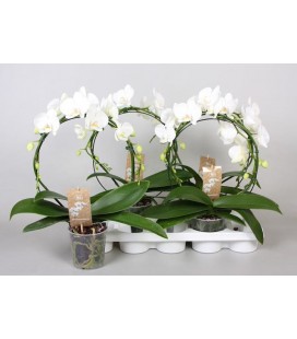 Phalaenopsis blanc arceau pot 12