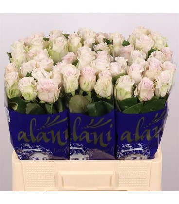 Rose Silver Moon 60 cm