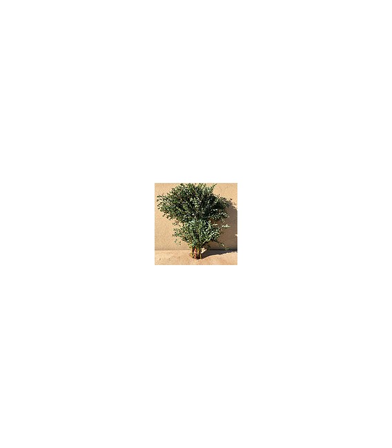 Eucalyptus Parvifolia 300g