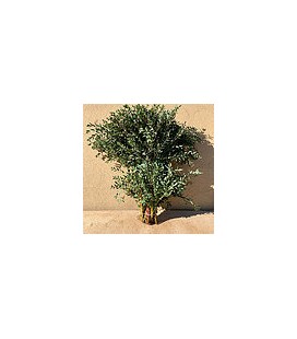 Eucalyptus Parvifolia 300g