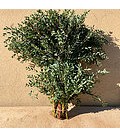 Eucalyptus Parvifolia 300g