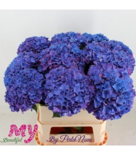 Hortensia Rodeo 80 cm