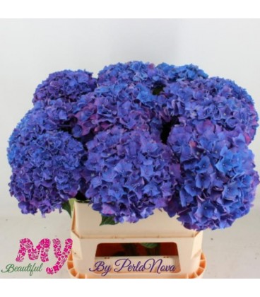 Hortensia Rodeo 80 cm