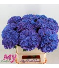 Hortensia Rodeo 80 cm