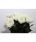 Chrysantheme Magnum 70 cm