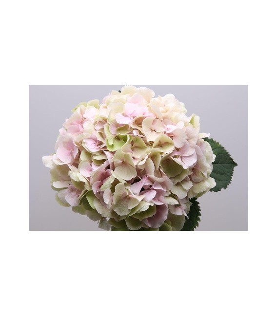 Hortensia Verena 70 cm