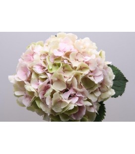 Hortensia Verena cl 80 cm Vert