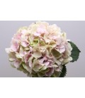 Hortensia Verena 70 cm