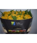 Celosie Act Inca 75 cm